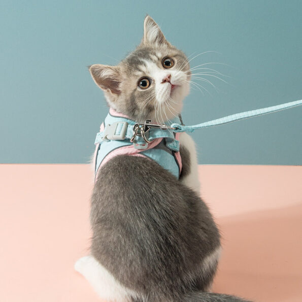Harnais pour chat avec laisse – Baladez votre chat en toute sécurité