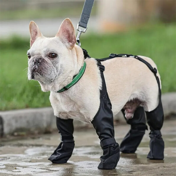 Chaussures pour chien imperméables – Protection des pattes en balade ! – Image 7